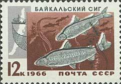 Stamp, Baikal Whitefish (Coregonus lavaretus baicalensis), Soviet Union, USSR,  , Fishes