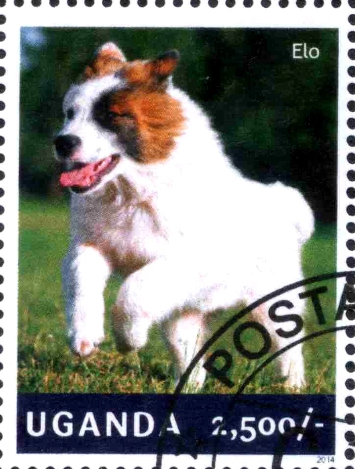 Elo (Canis lupus familiaris)
