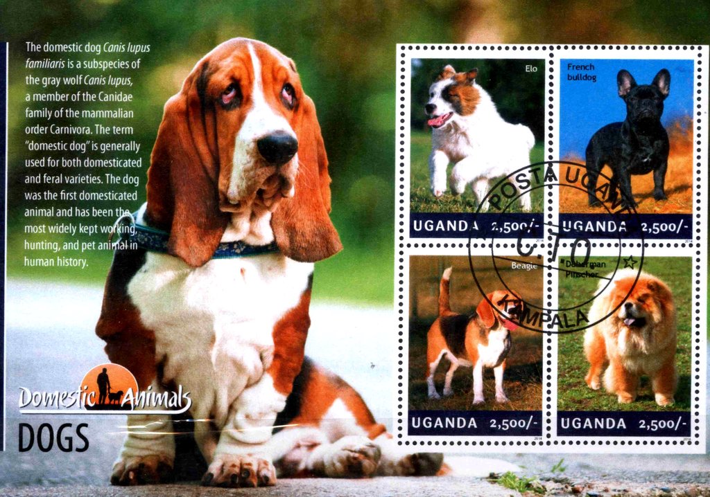 Dogs