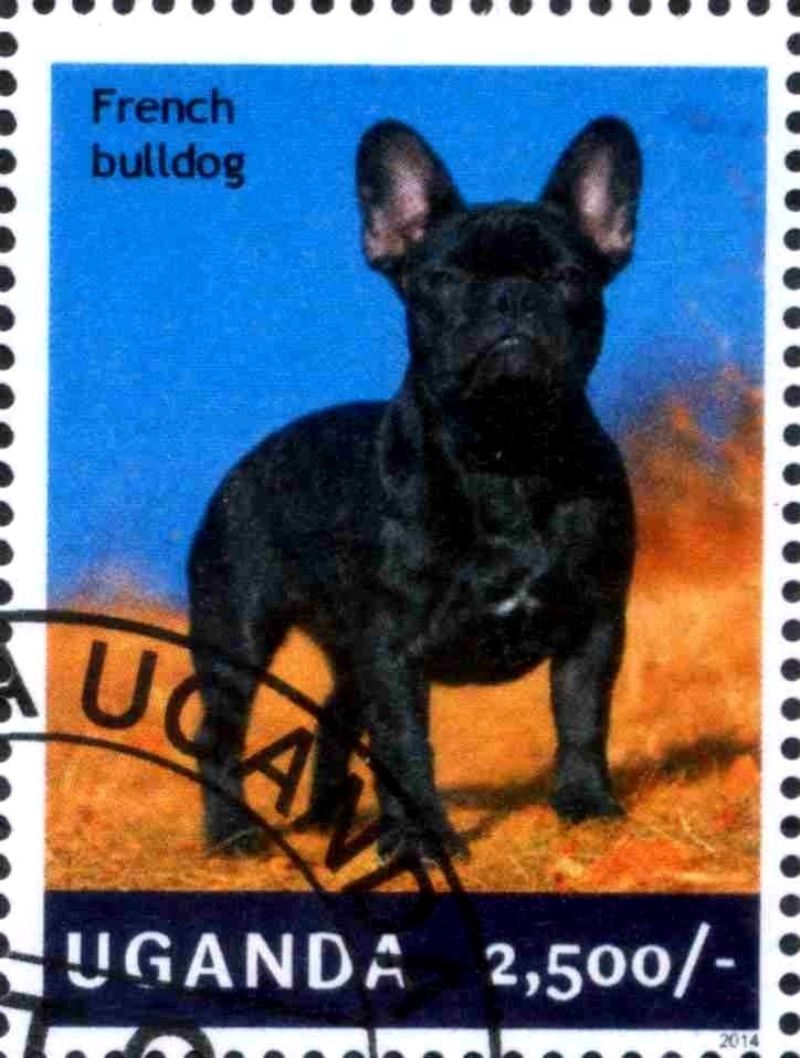 French Bulldog (Canis lupus familiaris)