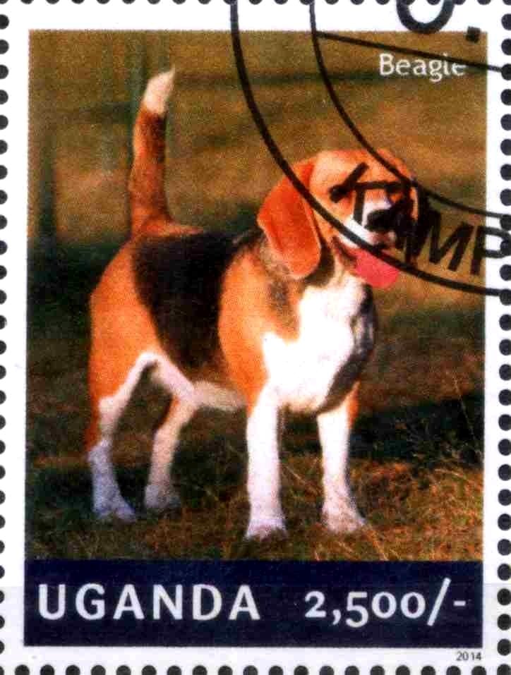 Beagle (Canis lupus familiaris)