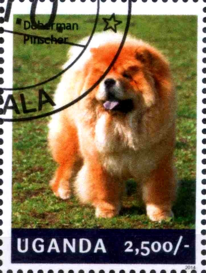 Chow Chow (Canis lupus familiaris)