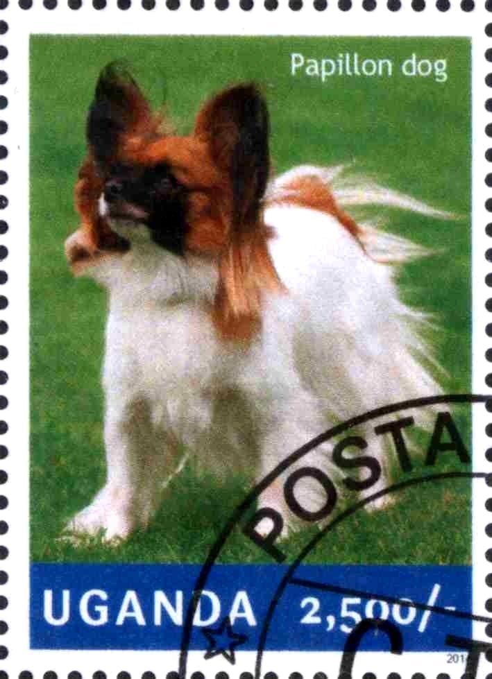 Papillon (Canis lupus familiaris)