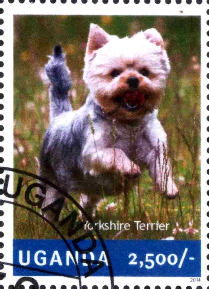 Yorkshire Terrier (Canis lupus familiaris)