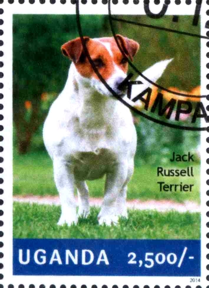 Jack Russell Terrier (Canis lupus familiaris)