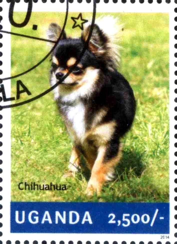 Chihuahua (Canis lupus familiaris)