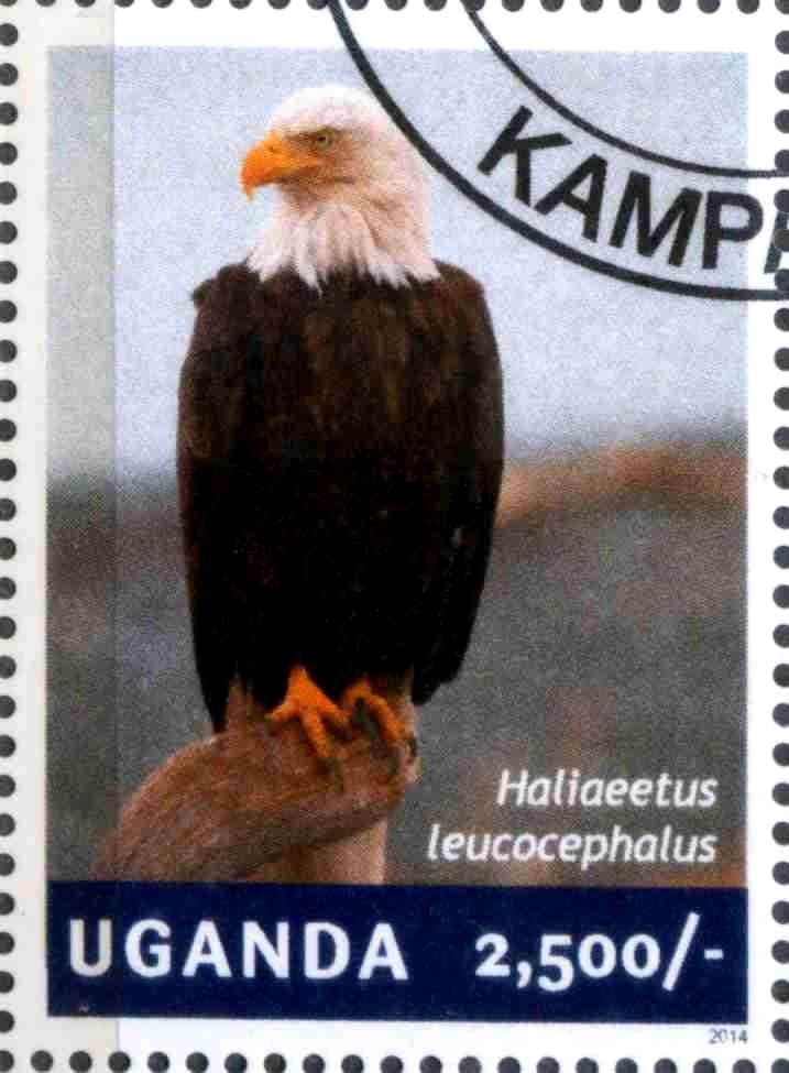 Bald Eagle (Haliaeetus leucocephalus)