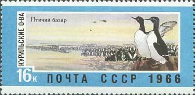 Common Murre (Uria aalge), Kuril Islands