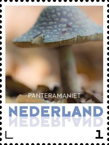 Pantera Maniet