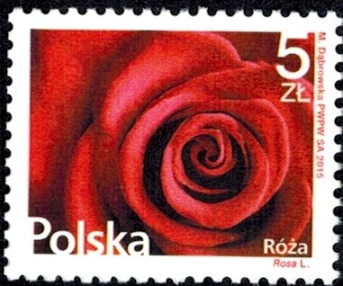 Rose (Rosa L.)