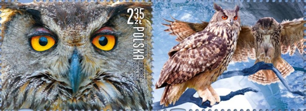 Eurasian Eagle-Owl (Bubo bubo)