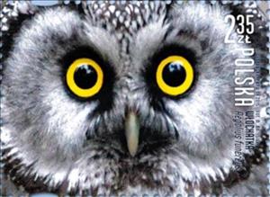 Stamp, Boreal Owl (Aegolius funereus), Poland,  , Animals (Fauna), Birds, Birds of Prey, Owls