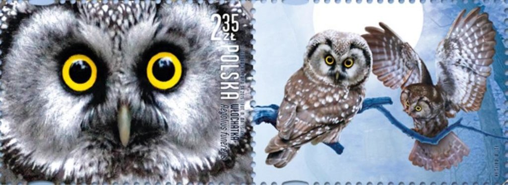 Boreal Owl (Aegolius funereus)