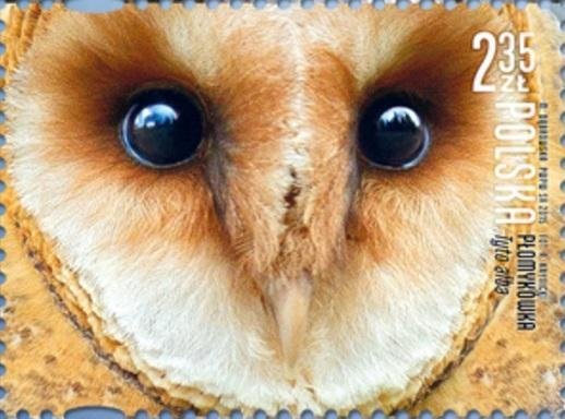 Western Barn Owl (Tyto alba)