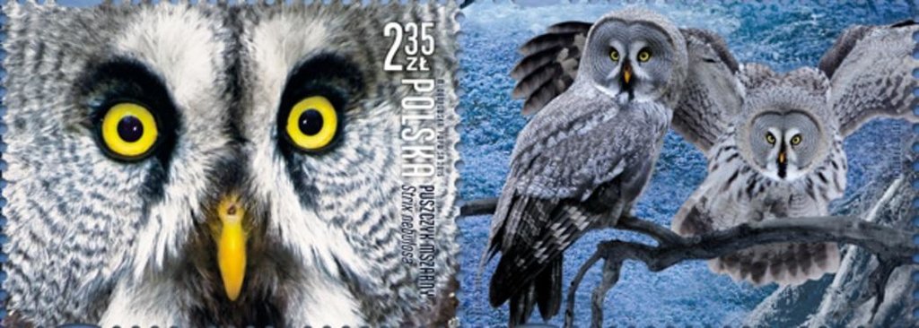 Great Grey Owl (Strix nebulosa)