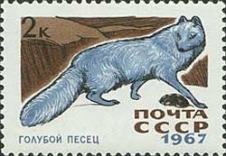 Arctic Fox (Alopex Iagopus)