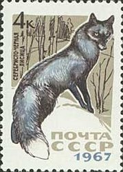 Silver Fox (Vulpes vulpes var.)