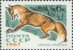 Red Fox (Vulpes vulpes)