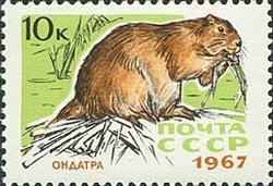 Muskrat (Ondatra zibethica) 