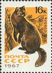 Sable (Martes zibellina)