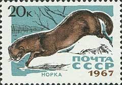 European Mink (Lutreola lutreola)