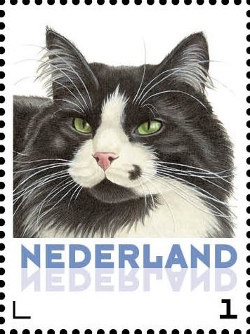Domestic Cat (Felis silvestris catus)