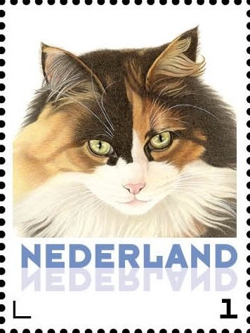 Domestic Cat (Felis silvestris catus)
