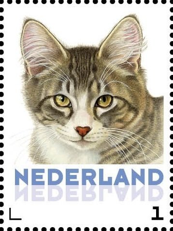 Domestic Cat (Felis silvestris catus)