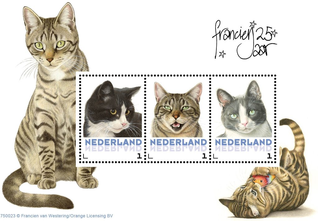 Domestic Cat (Felis silvestris catus)