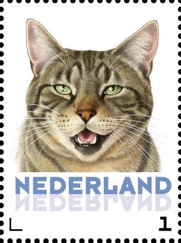 Domestic Cat (Felis silvestris catus)