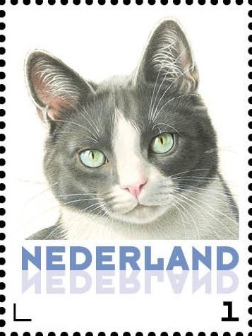 Domestic Cat (Felis silvestris catus)