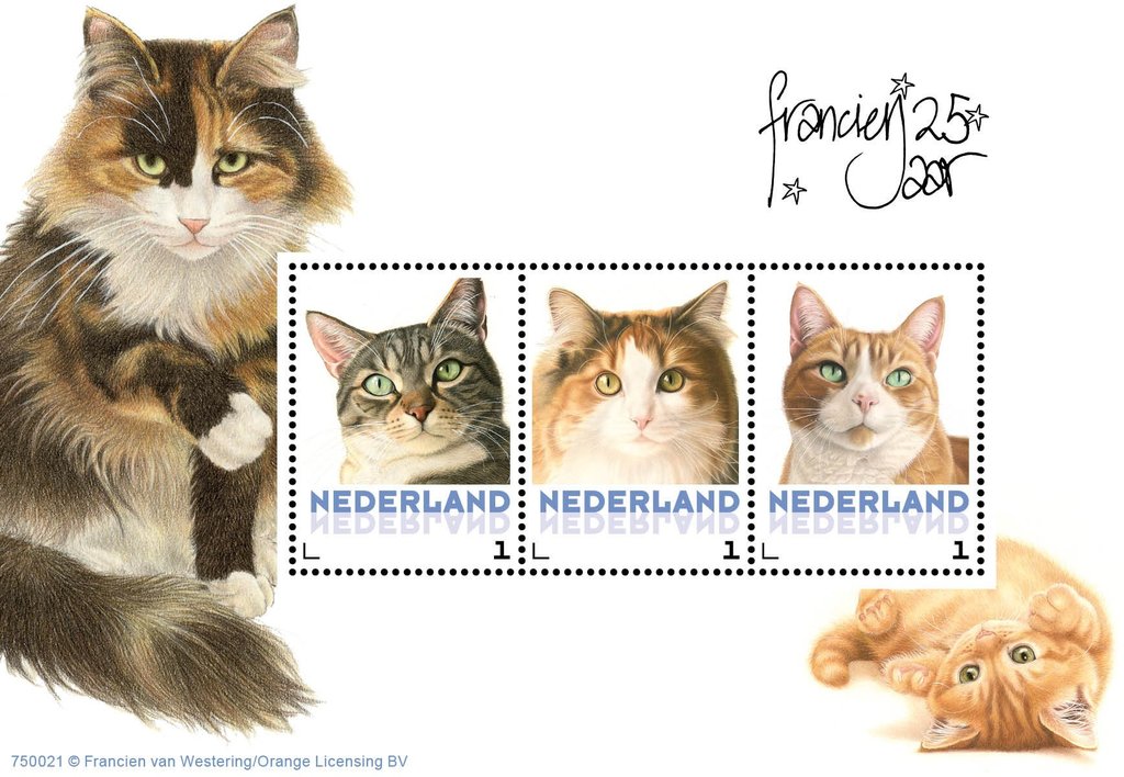 Domestic Cat (Felis silvestris catus)