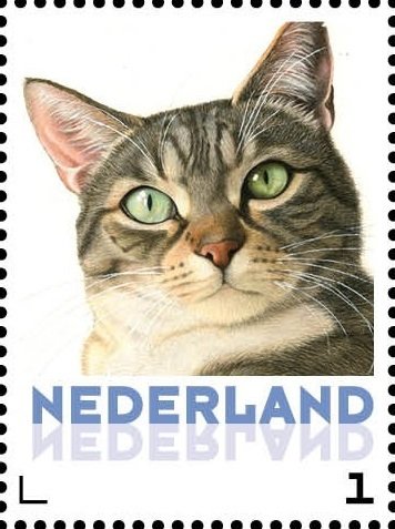 Domestic Cat (Felis silvestris catus)