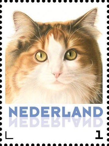 Domestic Cat (Felis silvestris catus)