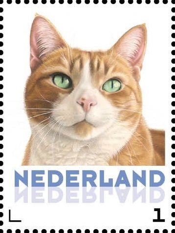 Domestic Cat (Felis silvestris catus)