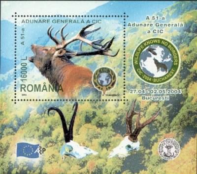 Red Deer (Cervus elaphus)