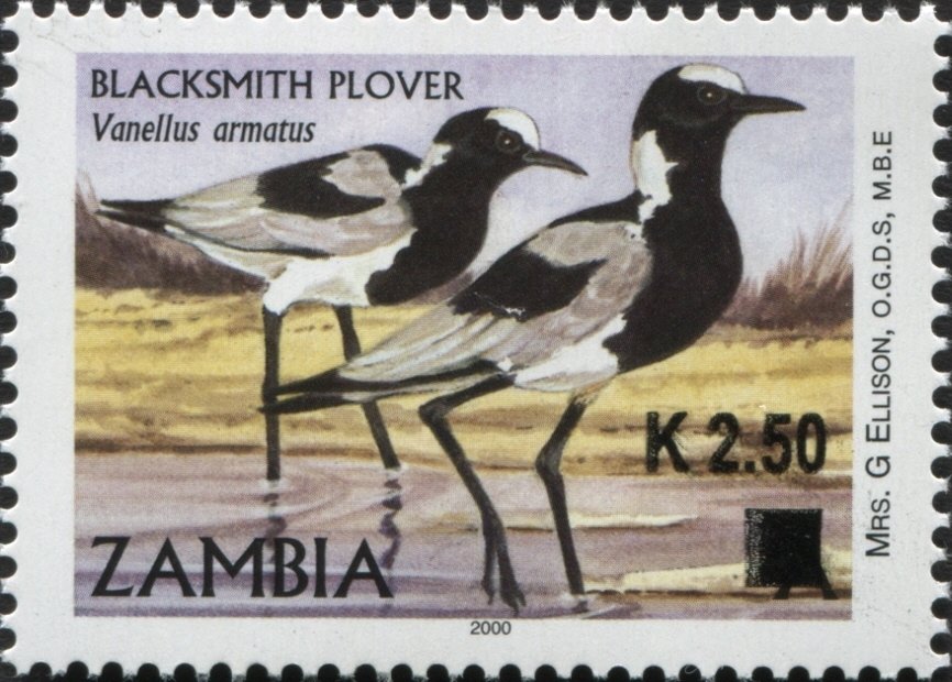 Blacksmith Lapwing (Vanellus armatus)