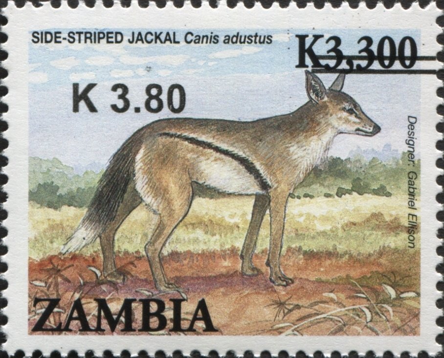 Side-striped Jackal (Canis adustus)