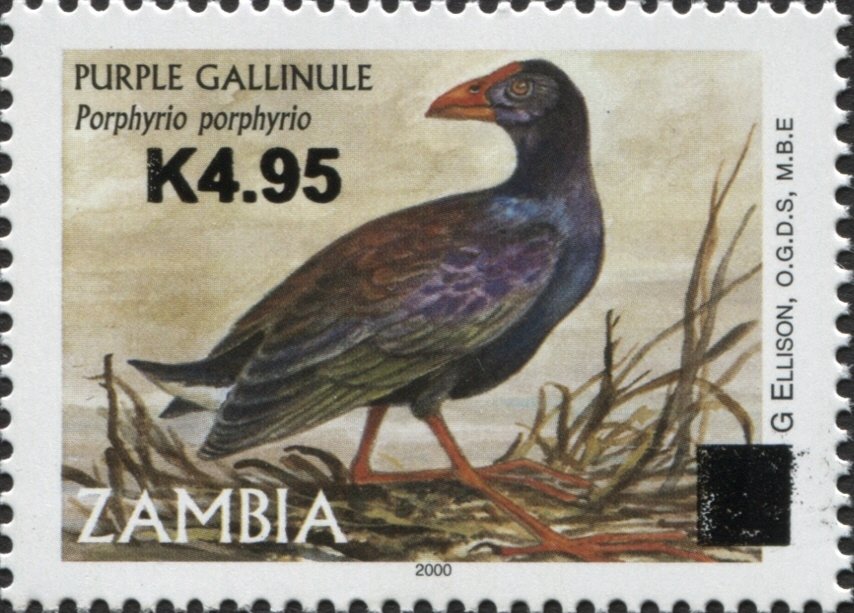 Purple Gallinule (Porphyrula martinica)