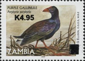 Stamp, Purple Gallinule (Porphyrula martinica), Zambia,  , Animals (Fauna), Birds