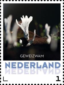 Stamp, Antlers Fungus, Netherlands,  , Mushrooms