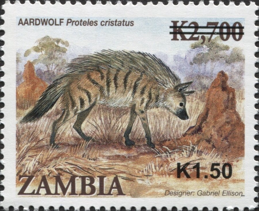 Aardwolf (Proteles cristatus)