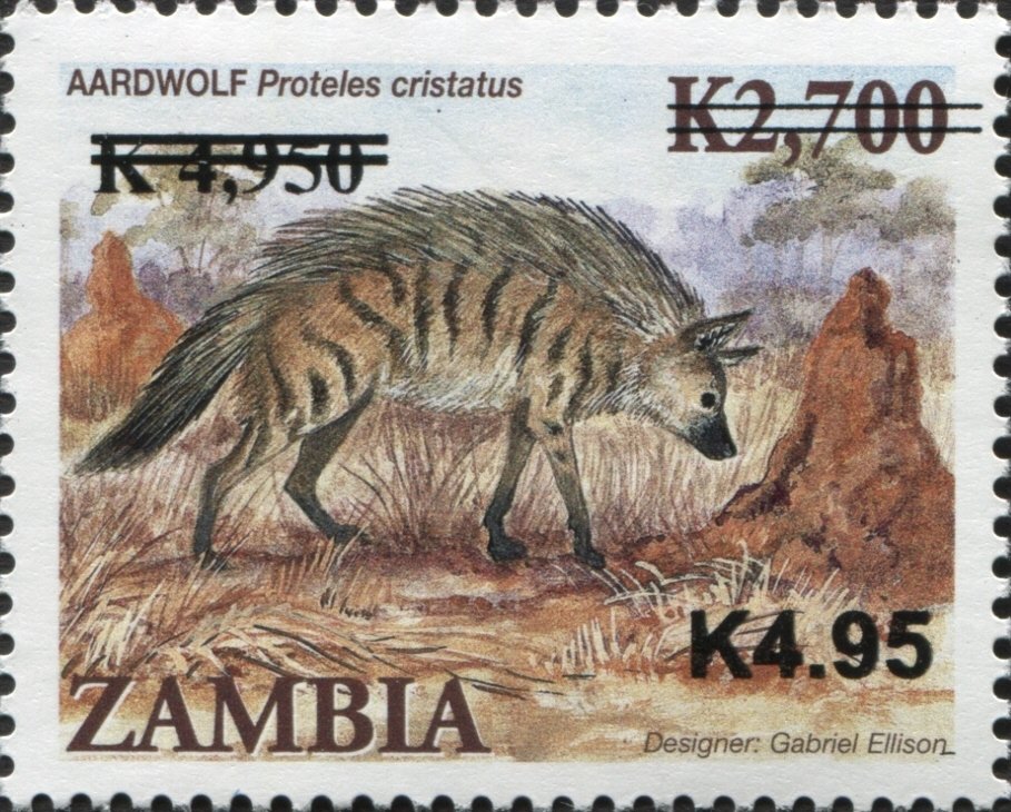 Aardwolf (Proteles cristatus)