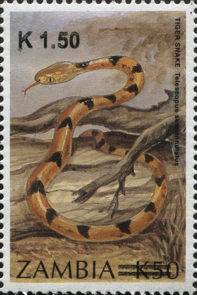 Eastern Tiger Snake (Telescopus semiannulatus)