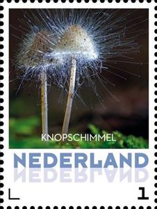 Stamp, Button Mold, Netherlands,  , Mushrooms