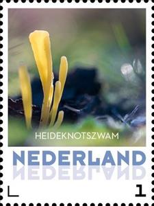 Stamp, Heath Knots Fungus, Netherlands,  , Mushrooms