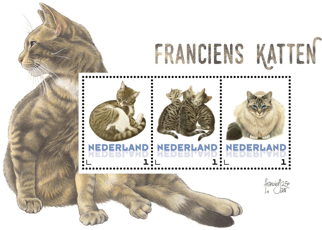 Domestic Cat (Felis silvestris catus)