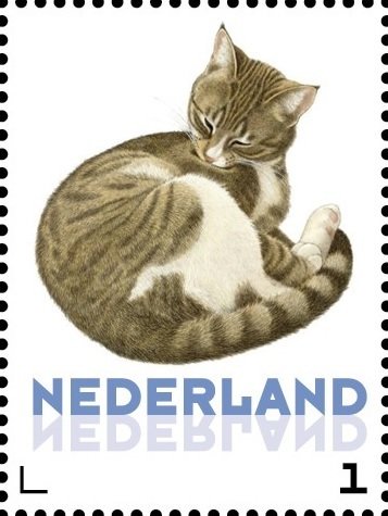 Domestic Cat (Felis silvestris catus)