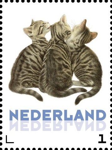 Domestic Cat (Felis silvestris catus)