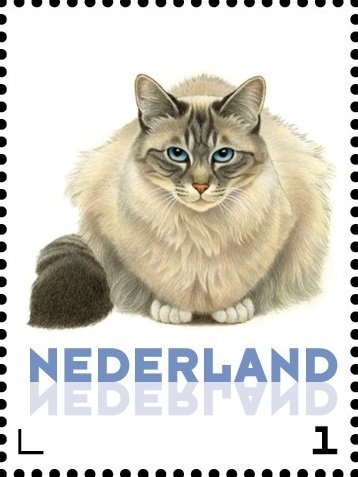 Domestic Cat (Felis silvestris catus)